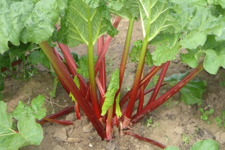 Picture for category Rhubarb