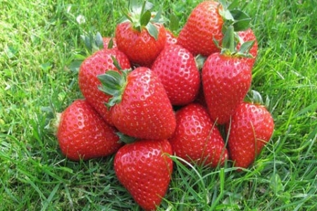 Picture for category Strawberry