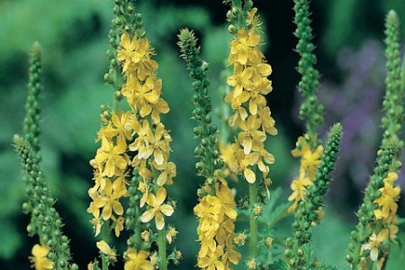 Picture for category Agrimony