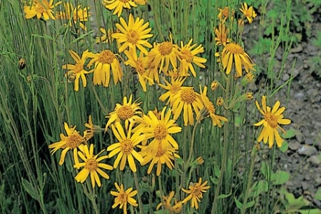 Picture for category Arnica