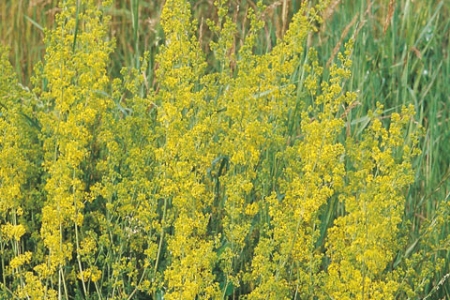 Picture for category Bedstraw