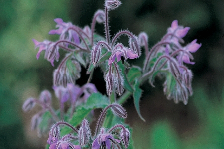 Picture for category Borage