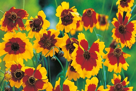 Picture for category Coreopsis