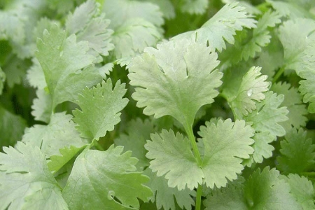 Picture for category Coriander