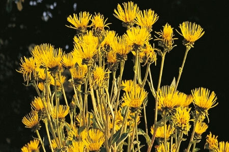 Picture for category Elecampane