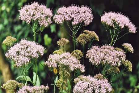 Picture for category Herb Seeds > Hemp