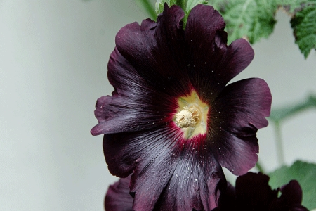 Picture for category Hollyhock