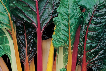 Picture for category Leaf Beet Chard