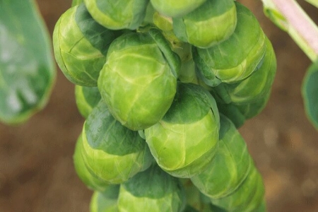 Picture for category Brussels Sprout