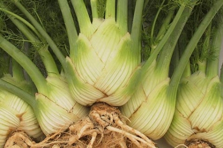 Picture for category Fennel