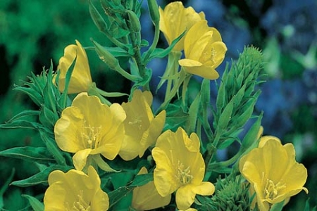 Picture for category Evening Primrose