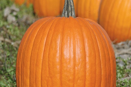 Picture for category Pumpkin