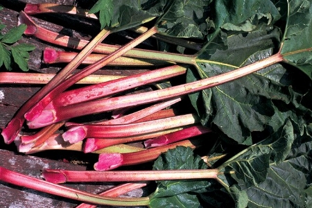 Picture for category Rhubarb