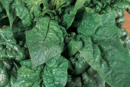 Picture for category Spinach