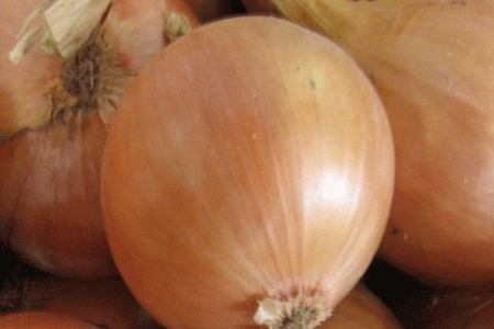 Picture for category Onion