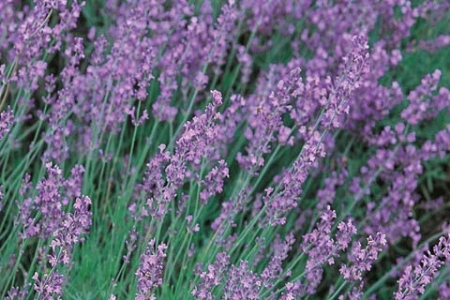 Picture for category Lavender