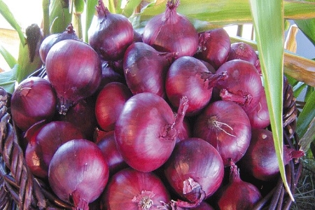 Picture for category Onion