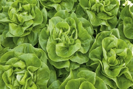 Picture for category Lettuce