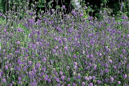 Picture for category Scabious