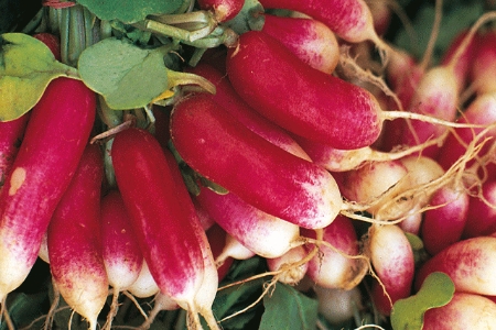 Picture for category Radish