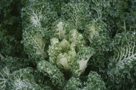 Picture for category Kale