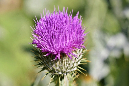 Picture for category Thistle