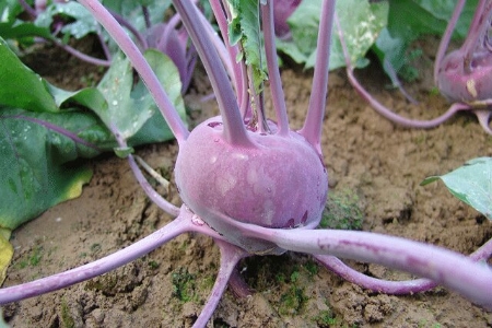 Picture for category Kohl Rabi