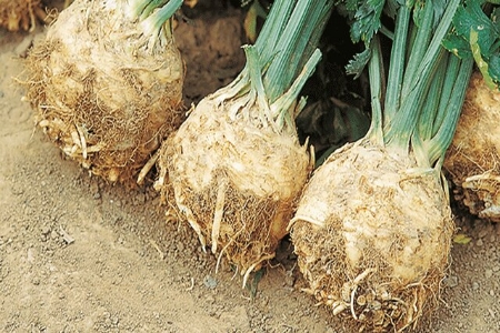 Picture for category Celeriac