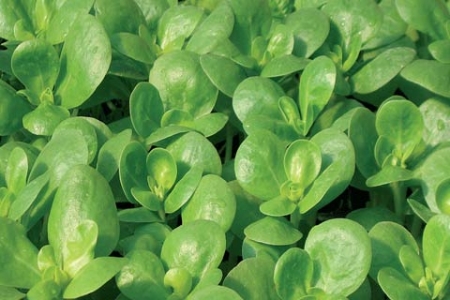 Picture for category Purslane