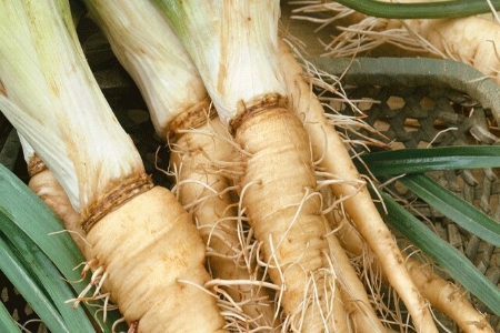 Picture for category Salsify