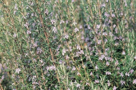 Picture for category Rosemary