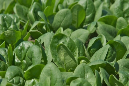 Picture for category Spinach