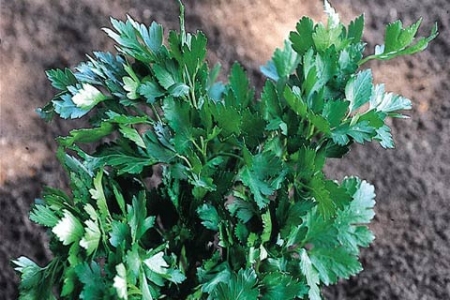 Picture for category Parsley