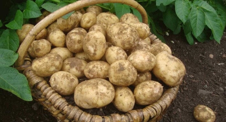 Picture for category Potatoes