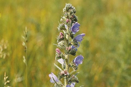 Picture for category Vipers Bugloss