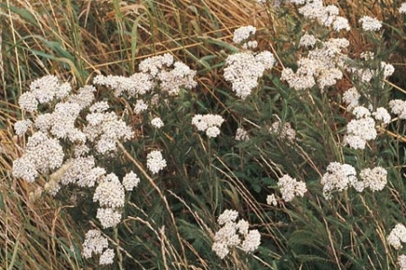 Picture for category Yarrow