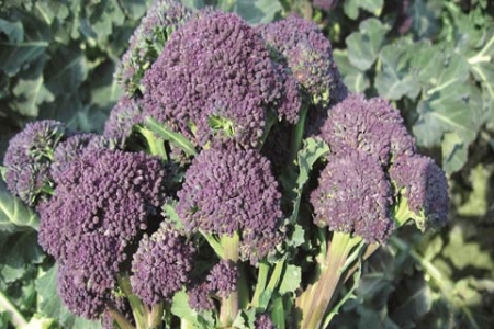 Picture for category Broccoli