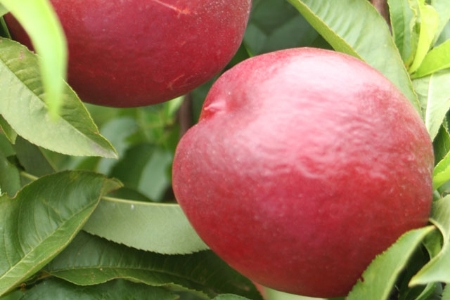 Picture for category Nectarine Trees