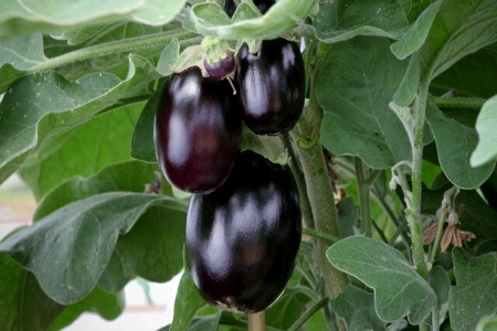 Picture for category Aubergine