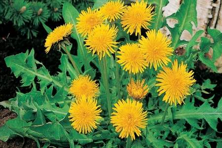 Picture for category Dandelion