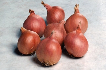 Picture for category Shallots