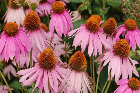 Picture for category Echinacea