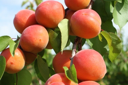 Picture for category Apricot Fruit Trees