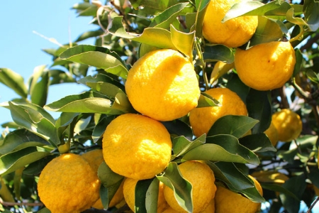 Picture for category Citrus Trees