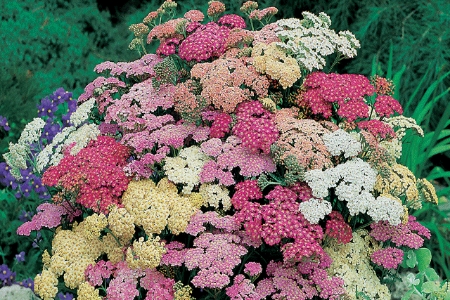 Picture for category Achillea