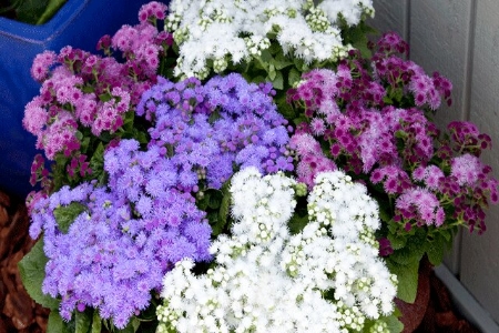 Picture for category Ageratum