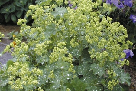 Picture for category Alchemilla