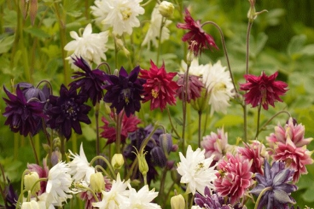 Picture for category Aquilegia