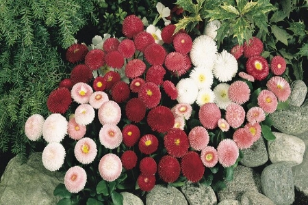 Picture for category Bellis Perennis