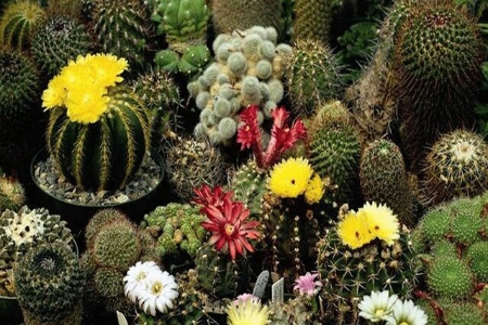 Picture for category Cactus